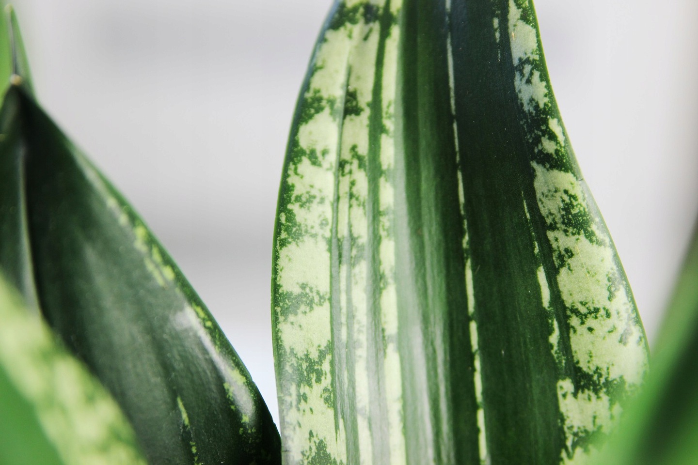 Sansevieria trifasciata 'Silver Flame' 
